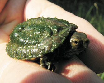sonoran mud turtle